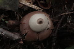 Geastrum