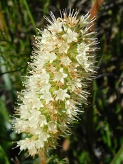 Echiostachys incanus