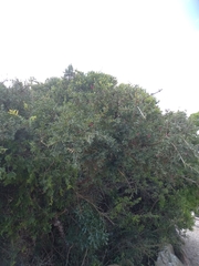 Schotia afra afra