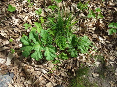 Heracleum sosnowskyi