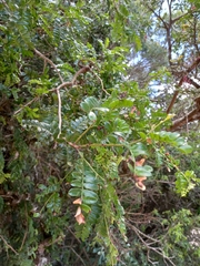 Schotia afra afra