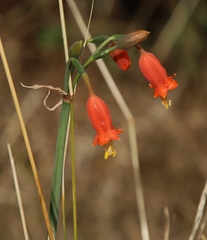 Stenomesson miniatum