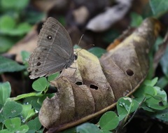 Mycalesis janardana
