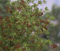 Escallonia resinosa