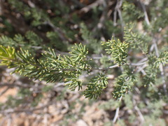 Asparagus crassicladus