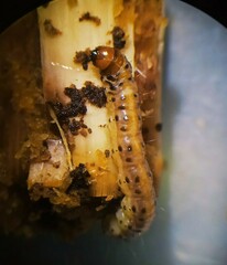 Diatraea saccharalis