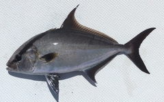 Seriola rivoliana