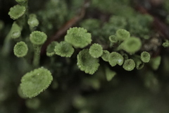 Cladonia fimbriata
