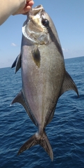 Seriola rivoliana