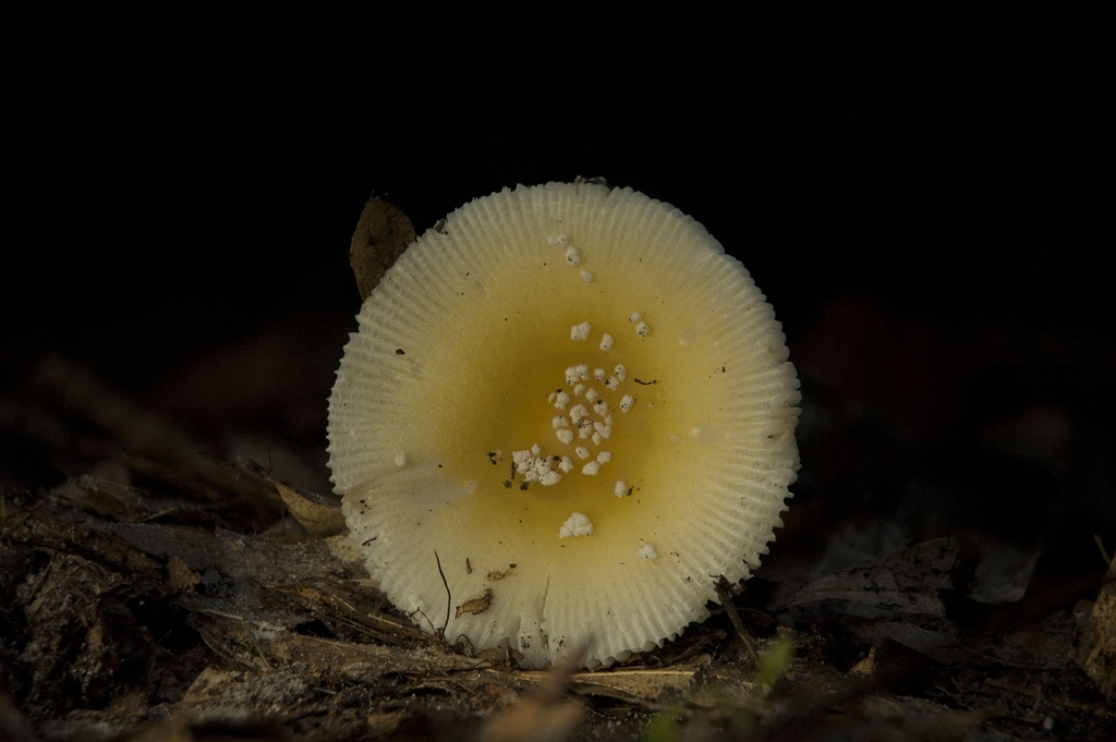 Amanita sp. 'FL05'