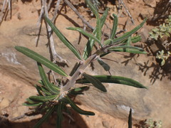 Pachypodium bispinosum