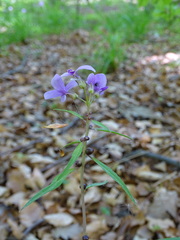 Cardamine bulbifera