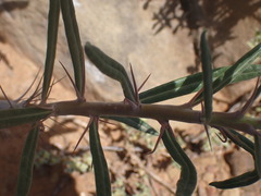 Pachypodium bispinosum