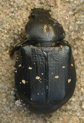 Gnorimus variabilis
