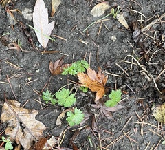 Geranium molle