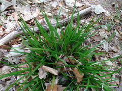 Carex sylvatica