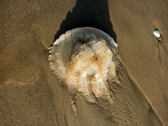 Catostylus tagi