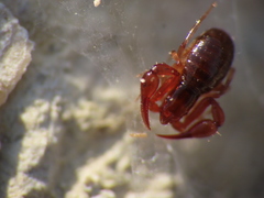 Neobisium