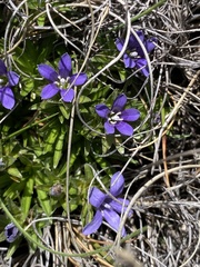 Craterocapsa