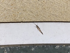 Plutella xylostella-australiana