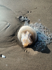 Catostylus tagi