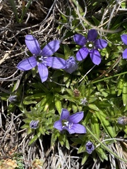 Craterocapsa