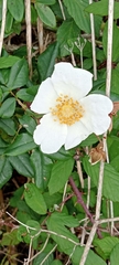 Rosa sempervirens