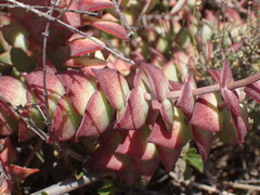 Crassula perforata