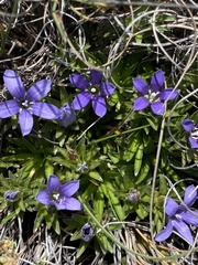Craterocapsa