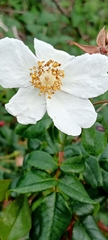 Rosa sempervirens