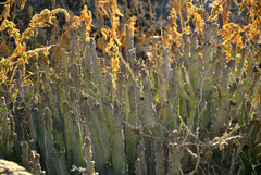 Caralluma