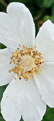 Rosa sempervirens