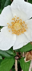 Rosa sempervirens