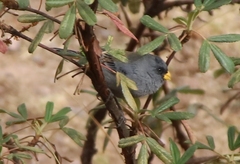 Catamenia analis