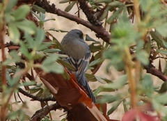 Catamenia analis