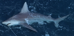 Carcharhinus plumbeus