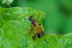 Tenthredo campestris