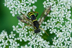 Tenthredo vespa