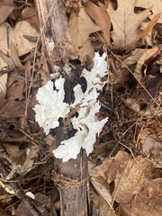 Platismatia tuckermanii