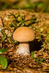 Macrocybe titans