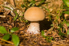 Macrocybe titans