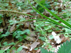 Carex strigosa
