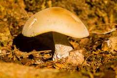 Macrocybe titans