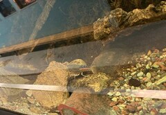 Faxonius virilis
