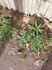 Reichardia picroides