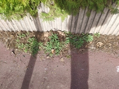 Reichardia picroides