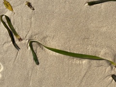 Posidonia australis