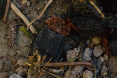 Oiceoptoma thoracicum