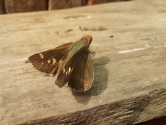 Lon melane vitellina