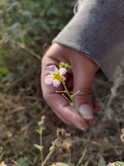 Kosteletzkya depressa